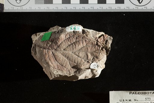 Phyllites venosus Newberry