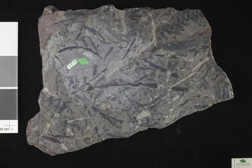 Alloiopteris winslovi White