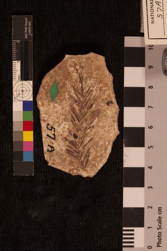 Taxodium distichum var. miocenum Heer