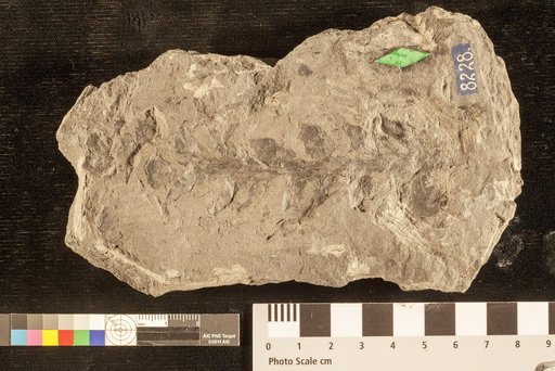 Otozamites carolinensis Fontaine