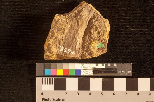 Andromeda parlatorii Heer
