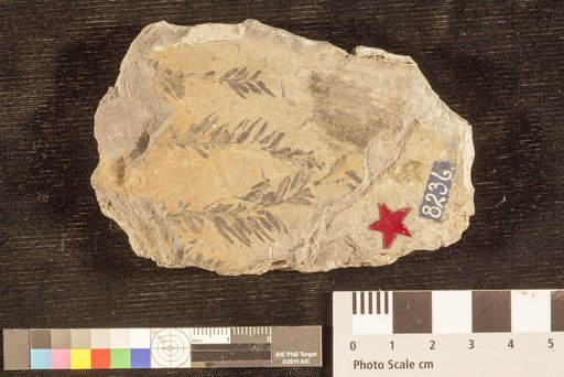 Palissya sphenolepis (Braun) Brongniart