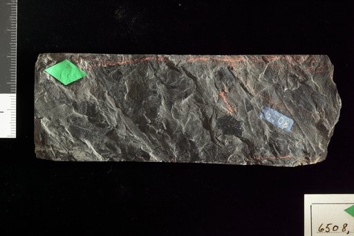Neuropteris griffithi var. occidentalis White