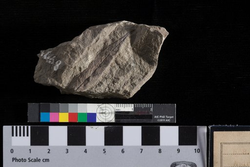 Andromeda affinis Lesquereux