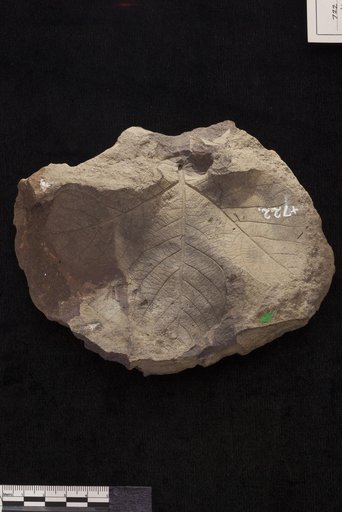 Aspidiophyllum trilobatum Lesquereux