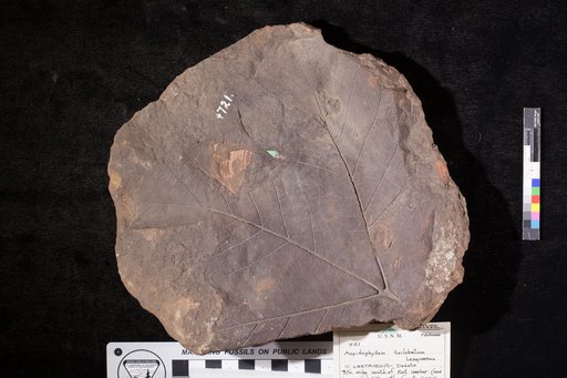 Aspidiophyllum trilobatum Lesquereux