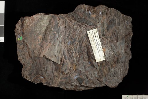 Lepidostrobus princeps Lesquereux