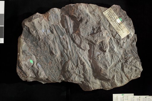 Lepidocystis missouriensis White