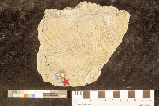 Cycadites acutus Emmons
