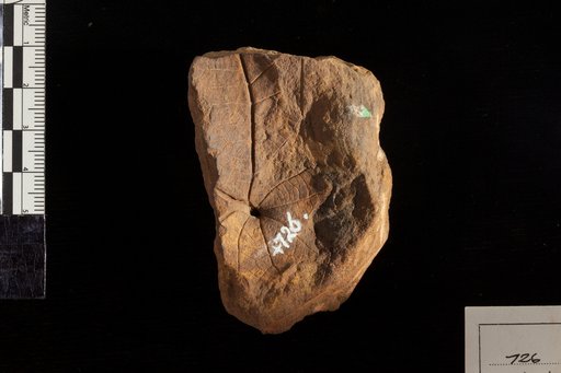 Aspidiophyllum trilobatum Lesquereux