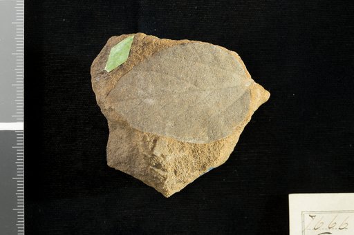 Ficus planicostata Lesquereux
