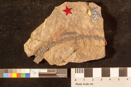 Pagiophyllum peregrinum (Hutton & Lindley) Schenk