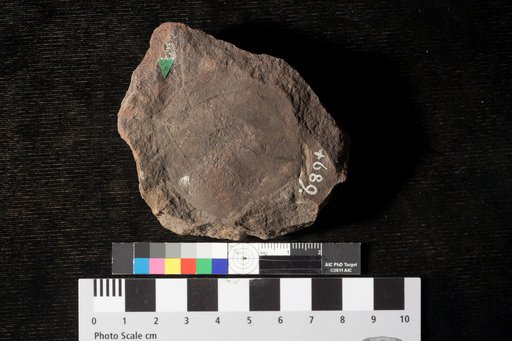 Cissites harkerianus Lesquereux