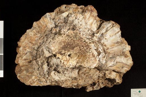 Cycadeoidea jenneyana Ward