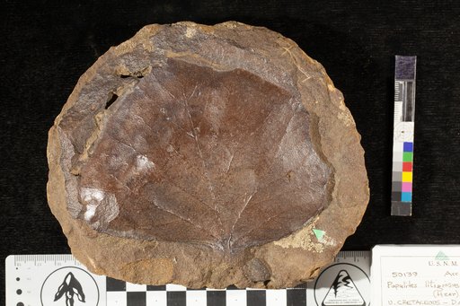 Populites litigiosus (Heer) Lesquereux