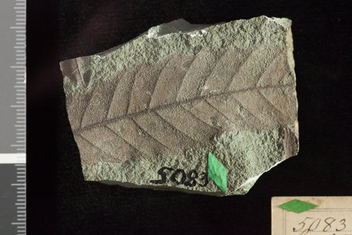 Castanea pulchella Knowlton
