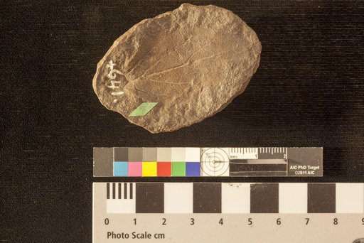Oreodaphne cretacea Lesquereux