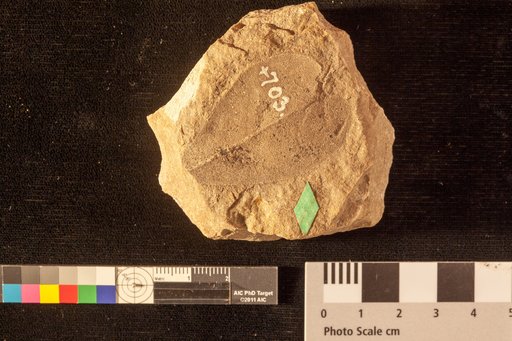Sapotacites haydenii Heer