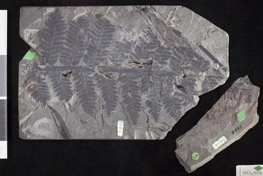 Sphenopteris missouriensis White
