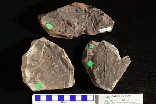 Celastrus curvinervis Ward