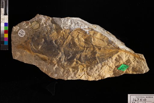 Melastomites montanensis Brown