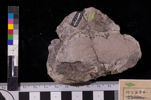 Ficophyllum serratum Fontaine