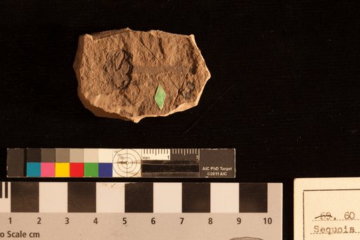 Sequoia heerii Lesquereux
