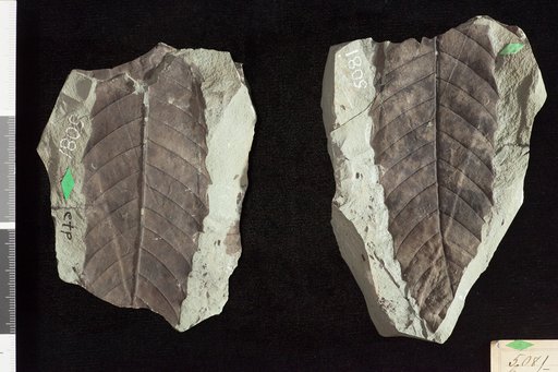 Castanea pulchella Knowlton