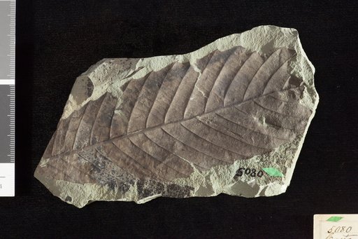 Castanea pulchella Knowlton