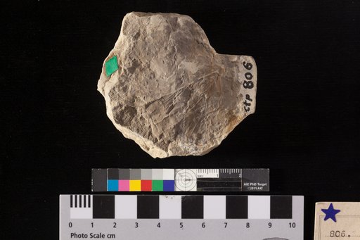 Cissus tricuspidata Heer