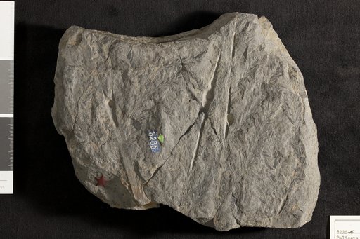 Palissya sphenolepis (Braun) Brongniart