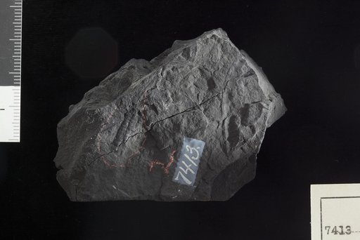 Matonidium althausi (Dunker) Ward