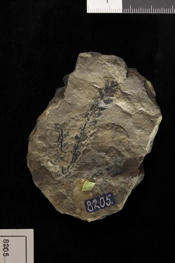 Laccopteris lanceolata (Presl) Goeppert