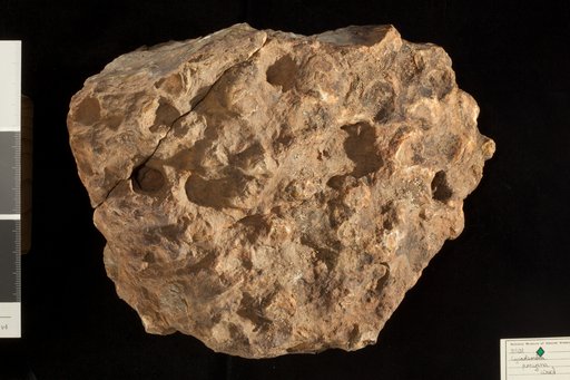 Cycadeoidea jenneyana Ward