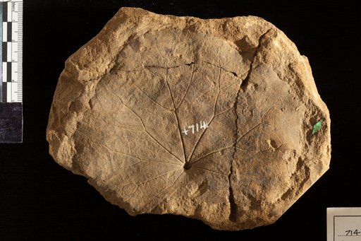 Menispermites grandis Lesquereux