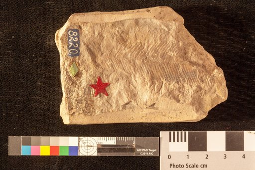 Ctenophyllum lineare (Emmons) Fontaine