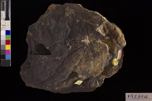 Grewia orbiculata Hollick