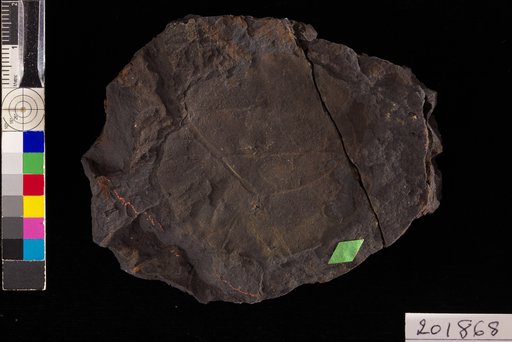 Grewia orbiculata Hollick