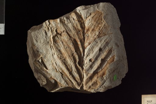 Manicaria haydenii Newberry