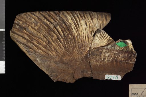 Sabal grandifolia Newberry