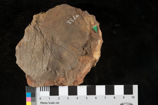 Protophyllum leconteanum (Lesquereux) Lesquereux