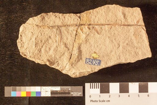 Palissya carolinensis Fontaine