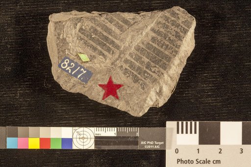 Ctenophyllum braunianum var. angustum (Braun) Schimper