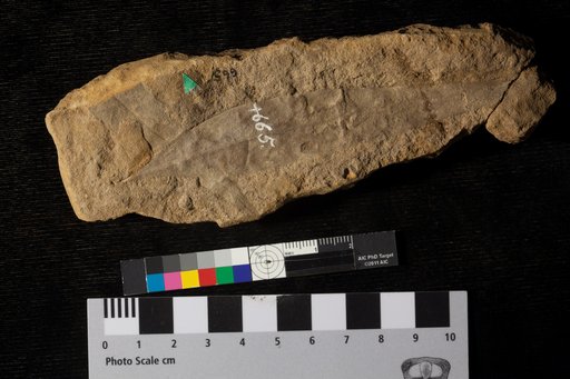 Proteoides daphnogenoides Heer