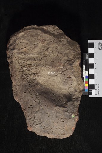 Protophyllum sternbergii (Lesquereux)