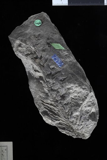 Cunninghamites sp indet. Knowlton