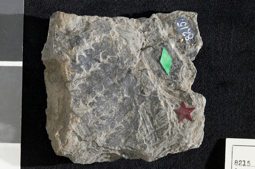 Acrostichites tenuifolius Emmons
