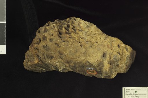 Cycadeoidea occidentalis Ward
