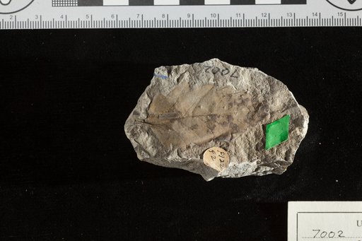 Planera crenata Newberry