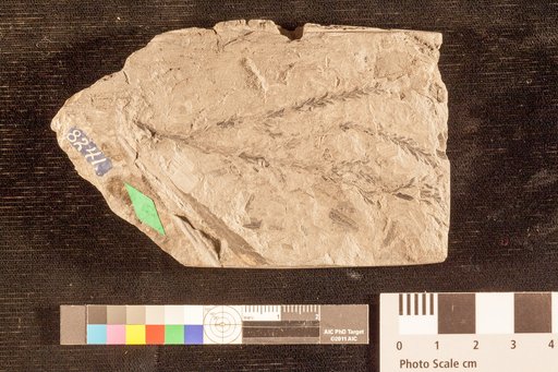 Walchia brevifolia Emmons